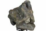 Rare, Achelousaurus Syncervical Vertebra - Montana #78125-6